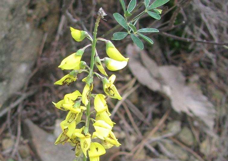 Cytisus nigricans / citiso scuro